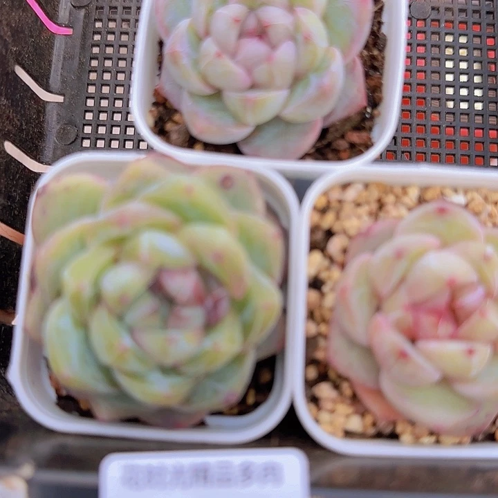 花时光精品多肉166