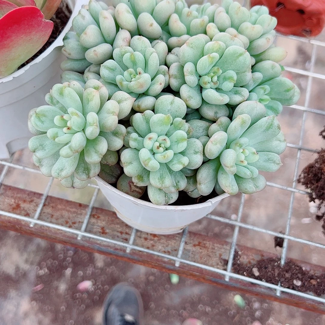 比尔盖茨多头群生老桩特价