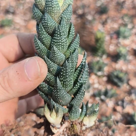 绿***宝无花朵，一物一拍所见所得