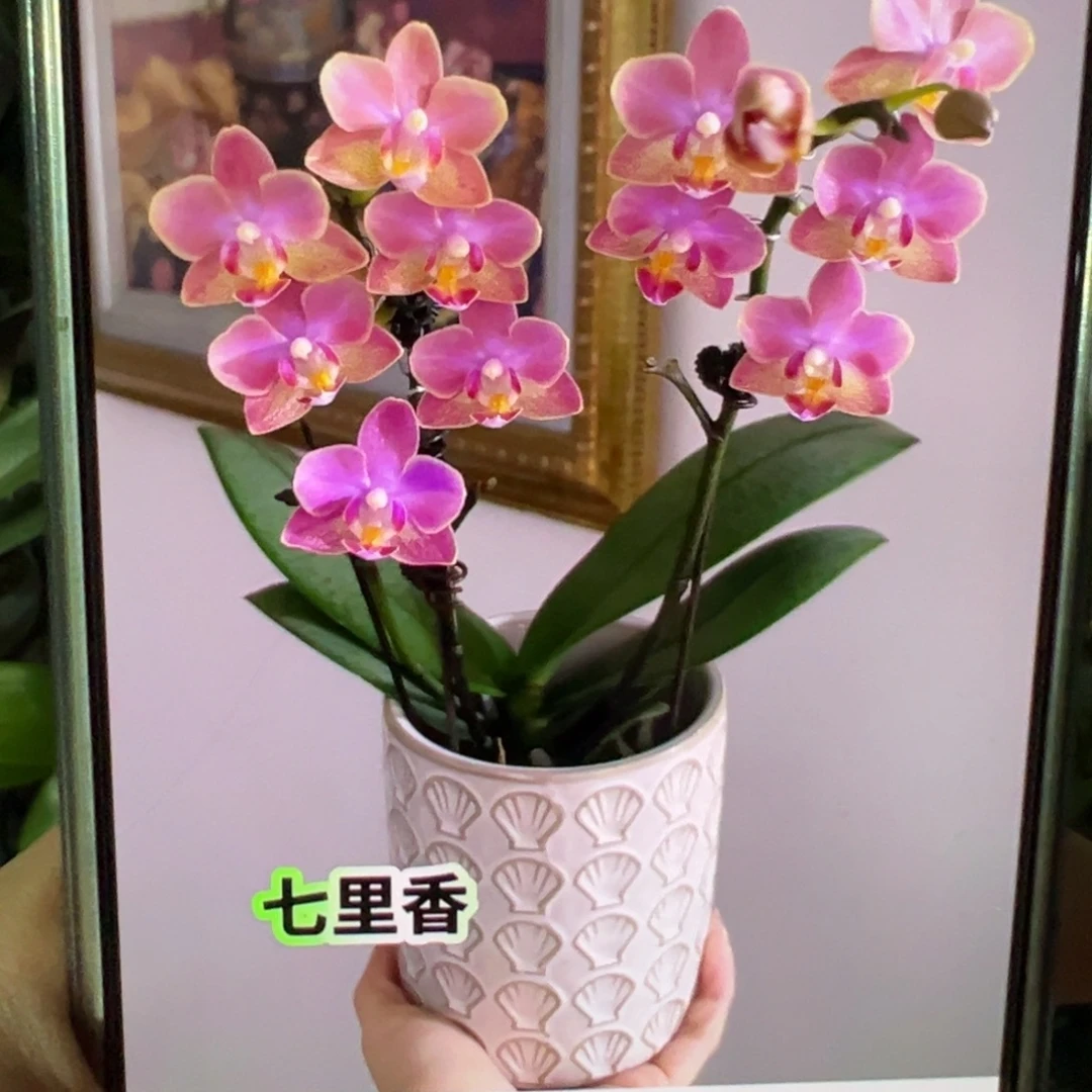 当前无花栽培后可以开花七里香苗子