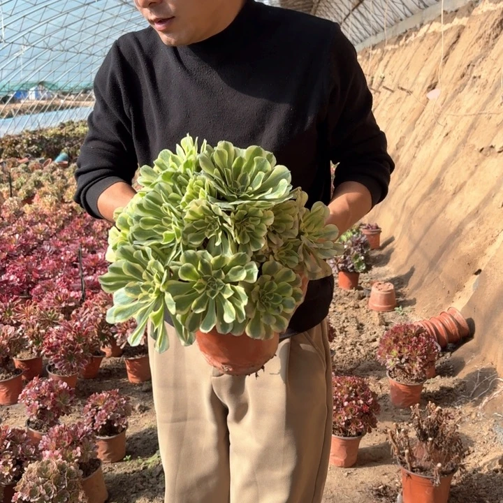 精品超大绿豆沙好看