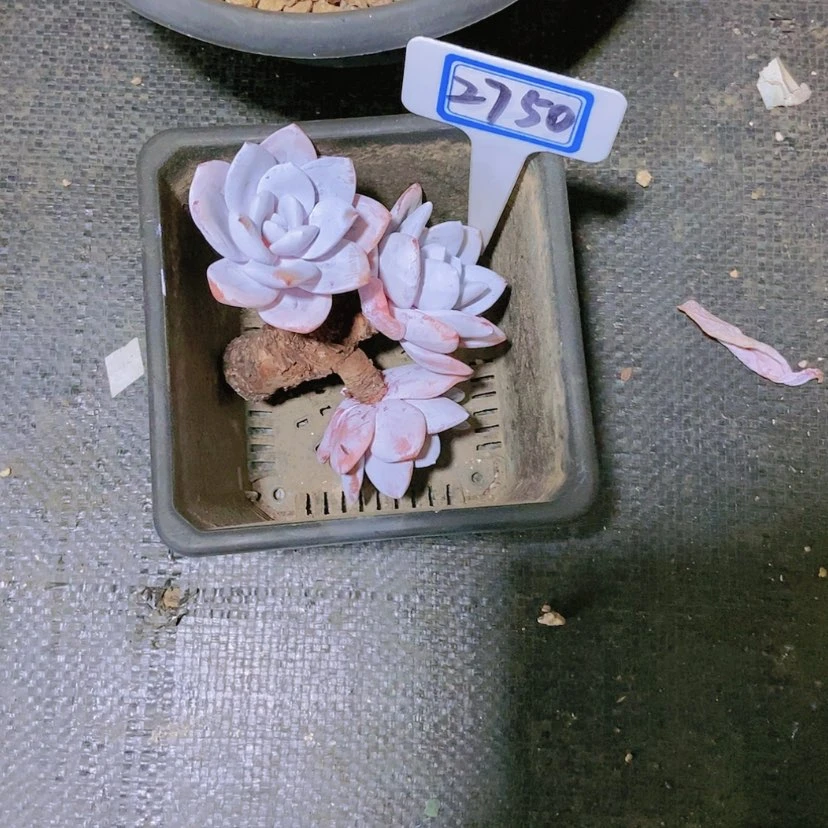【闪购商品】哈****好2750