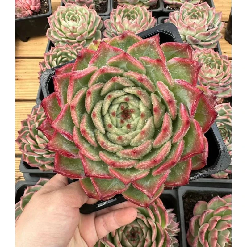 15#大翠竹多肉植物 前男友精品多肉 A178