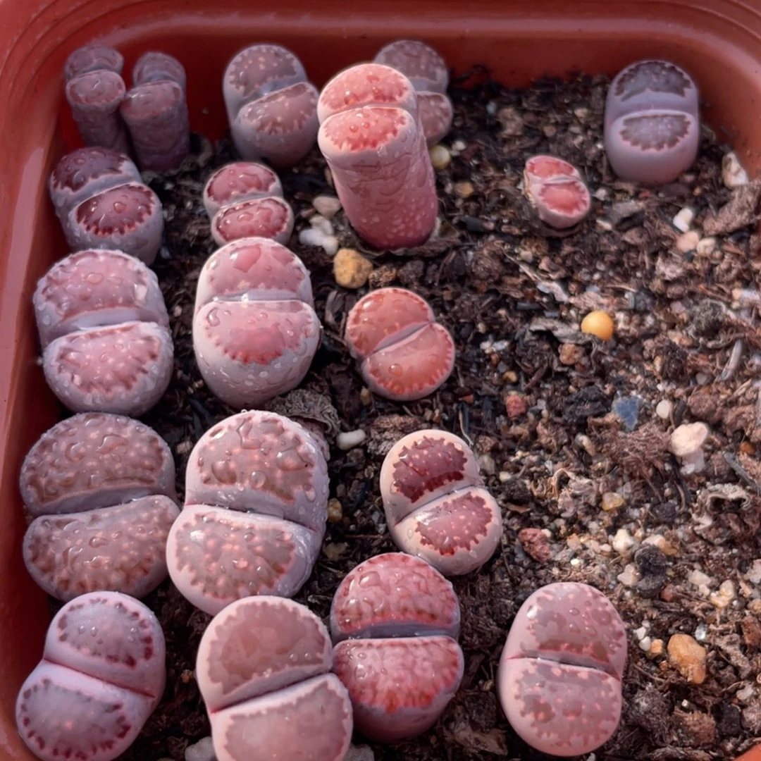 大盆特价更新一物一拍～26