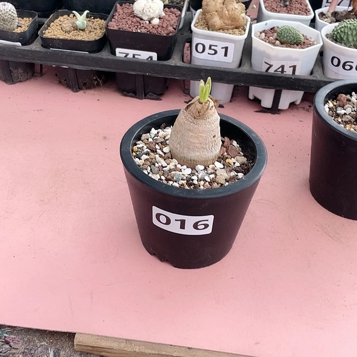 板***砖016产地土拨鼠大戟块根