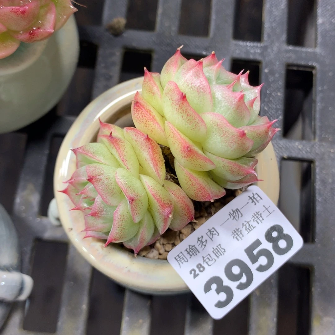 精控多肉植物3958