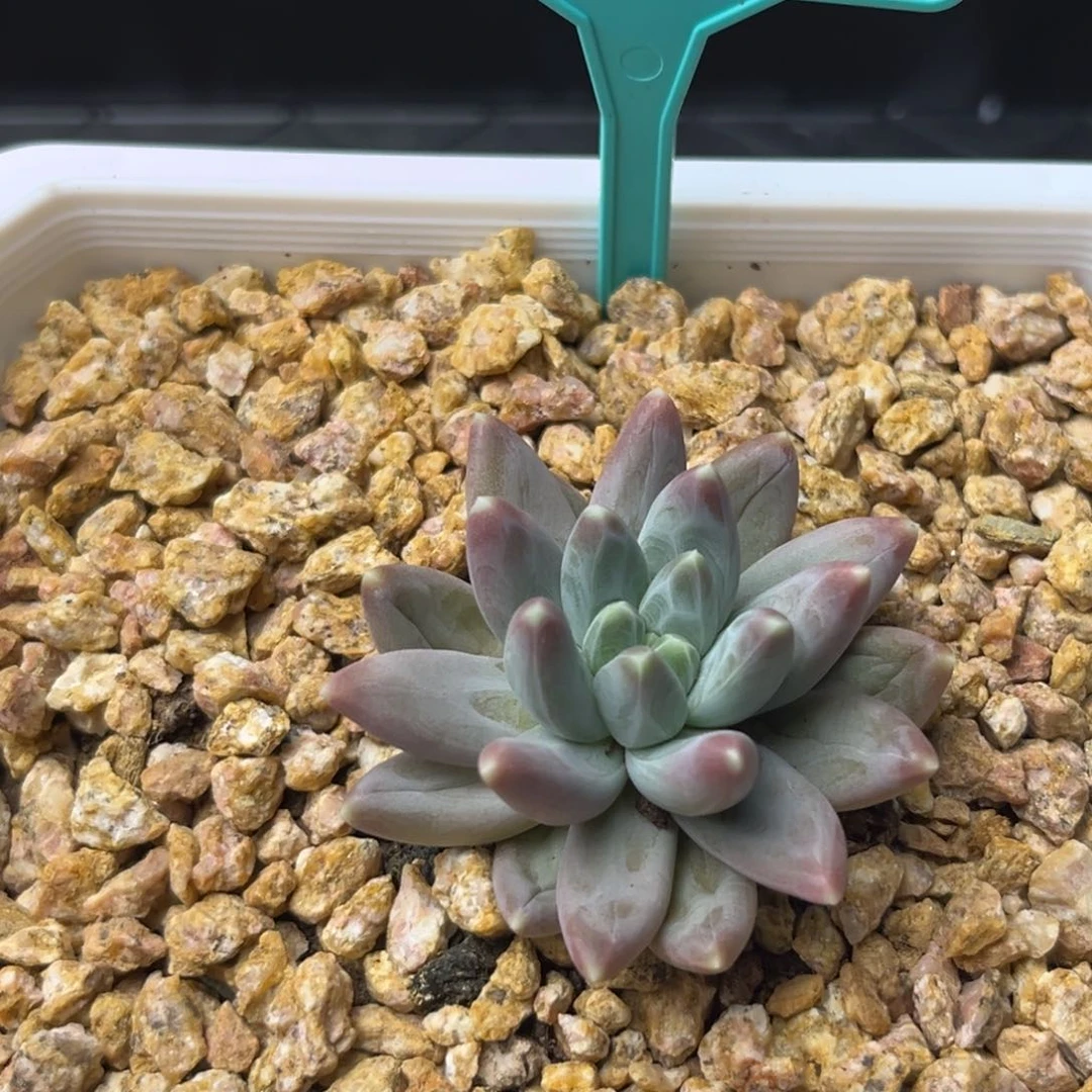 雪黛莉多肉植物394