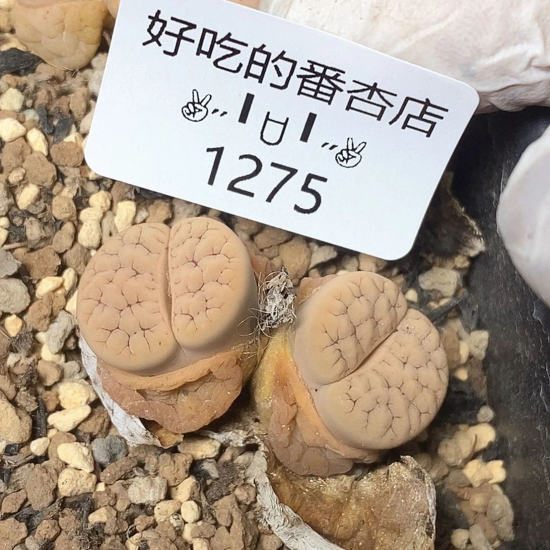 1275。零下拍保温。