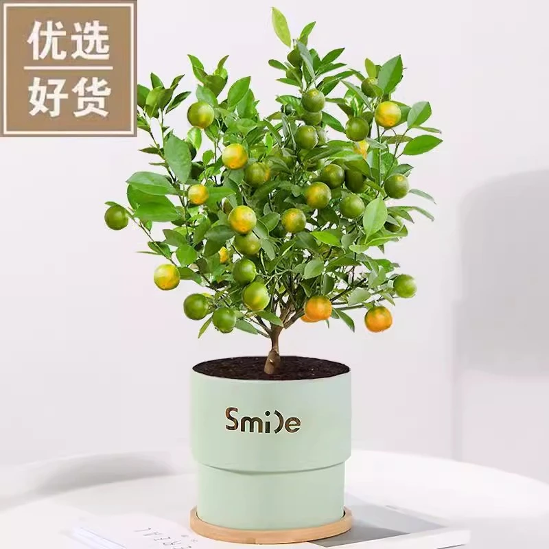 四季金桔树苗盆栽带果室内客厅招财植物室外耐寒花卉绿植橘子盆景