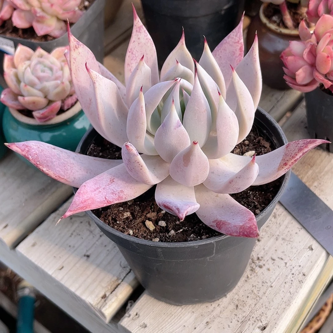 2410  白玉菇 六月六