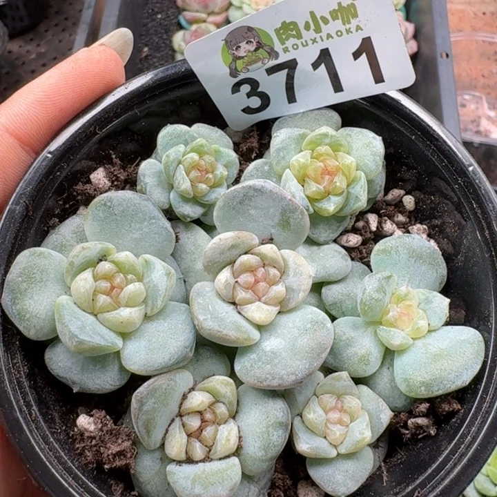 多肉植物多肉植物