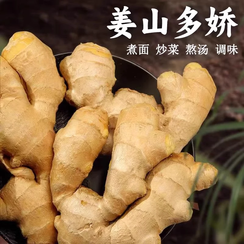 【产地直发】老姜母批发正宗高山种植蔬菜新鲜现挖辛辣整箱