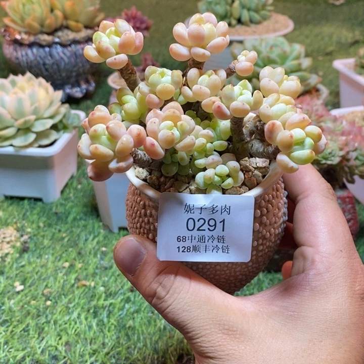 0291啊啊啊啊啊啊啊啊啊啊