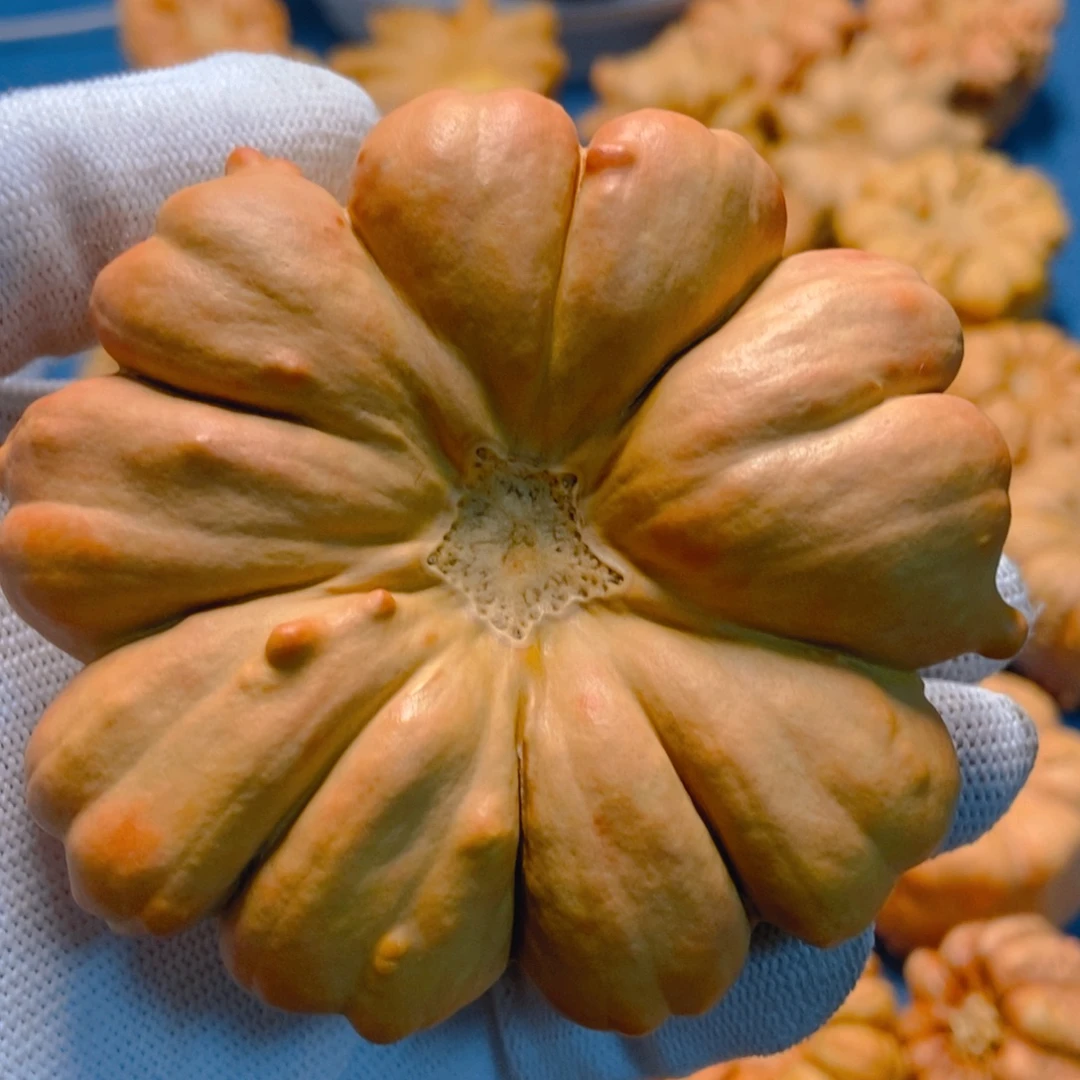 软***师葫芦墨西哥七彩疙瘩葫芦