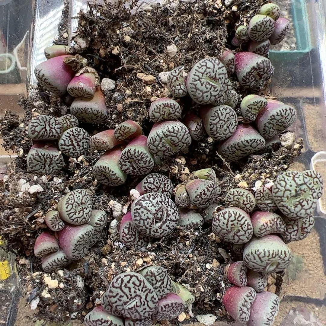 【闪购商品】213 清