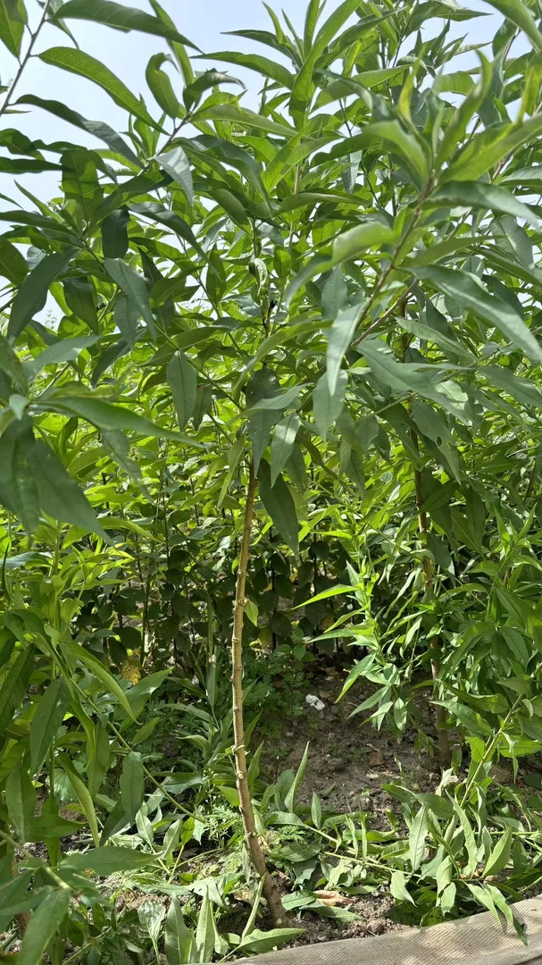 景观盆栽旺桃花的毛桃树2颗