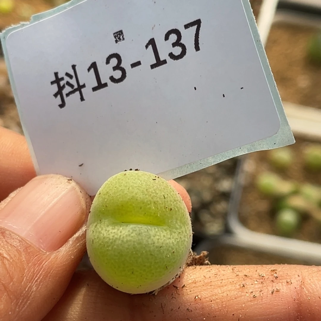 13-137翠光多肉植物