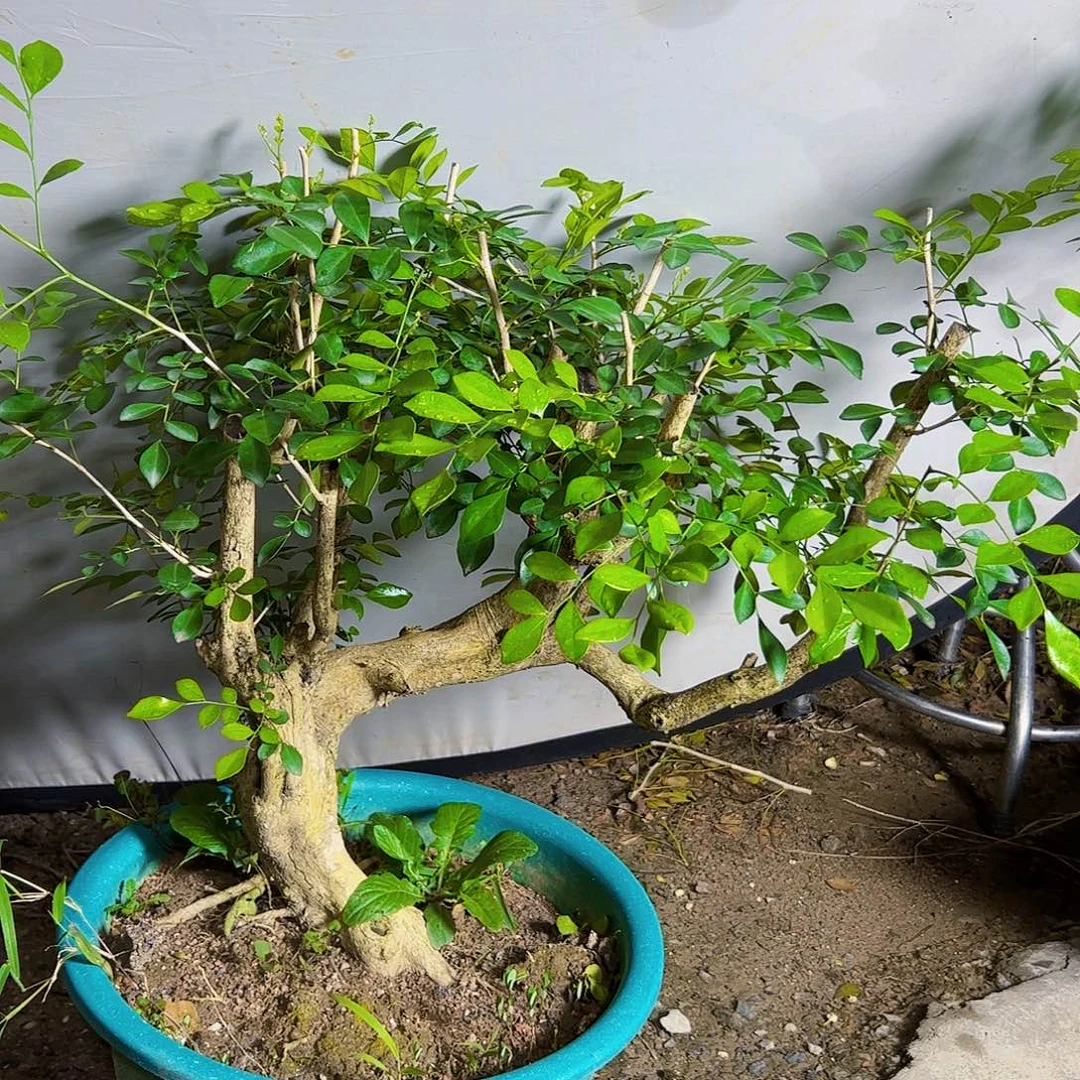 用***9无花朵九里香老桩造型盆景