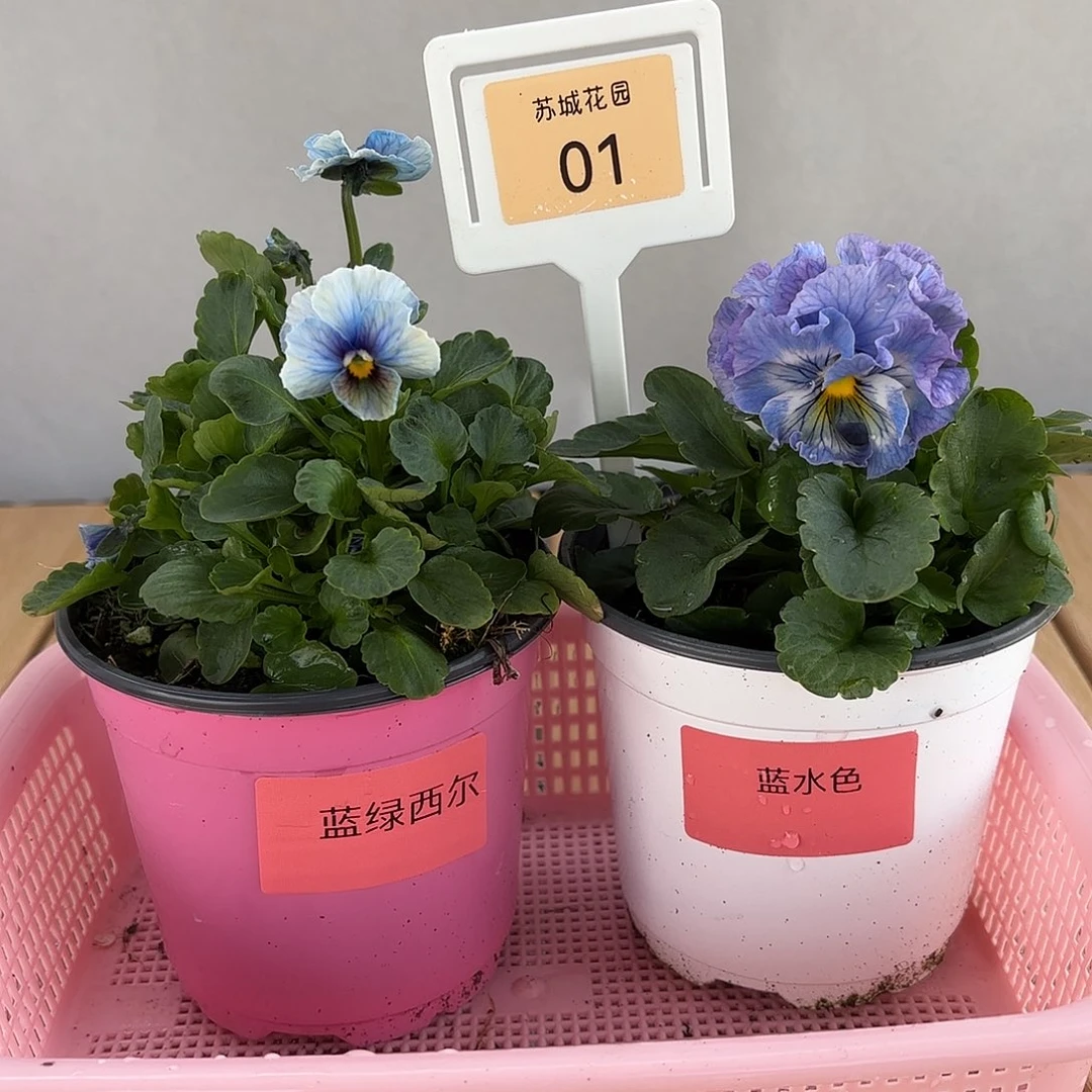 大部分开放少量花苞01