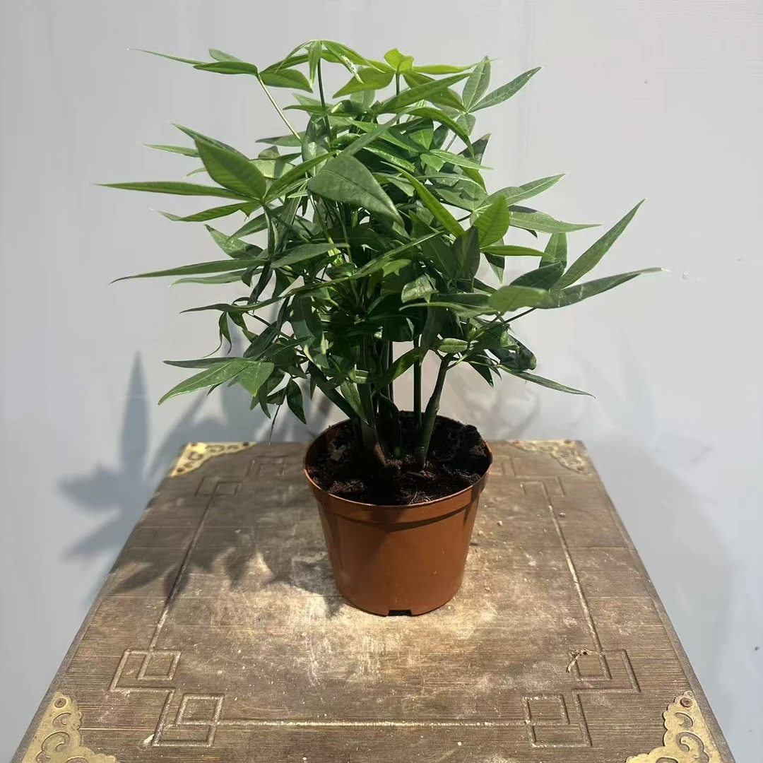 发财树盆栽室内好养水培绿植花卉净化空气四季常青
