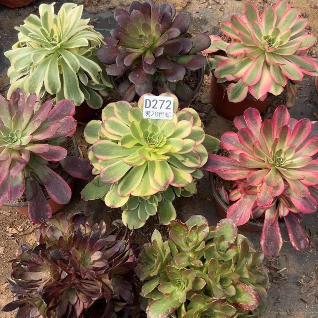 272多肉   8颗