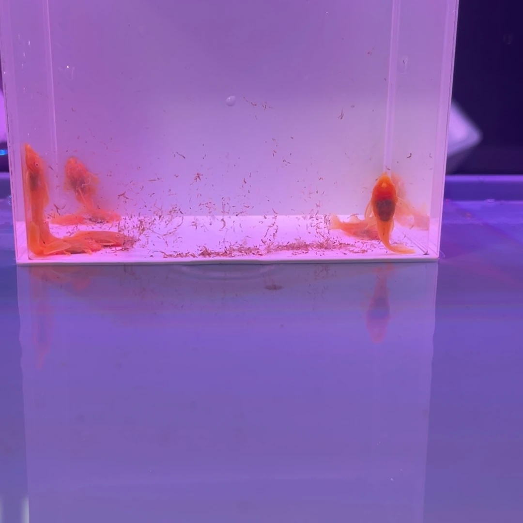 孔雀鱼胡子十条开箱视频报损