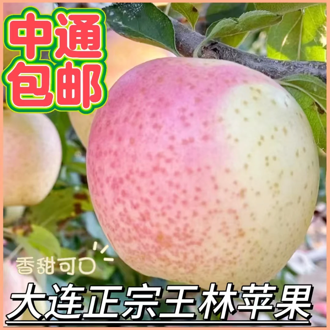 （中通快递）大连正宗麻点王林苹果个别带干巴介意慎拍