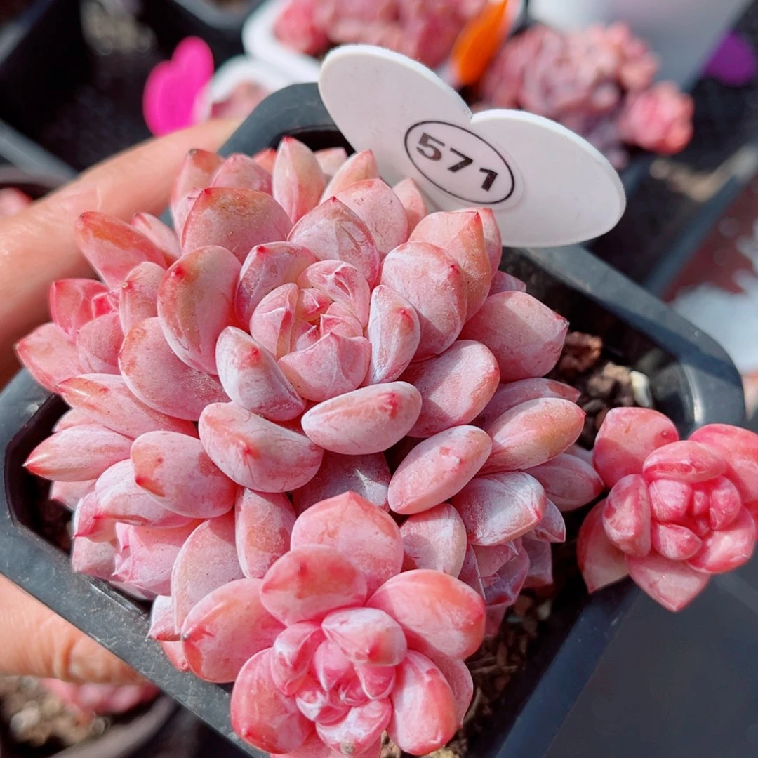 571号老桩石榴籽星影群