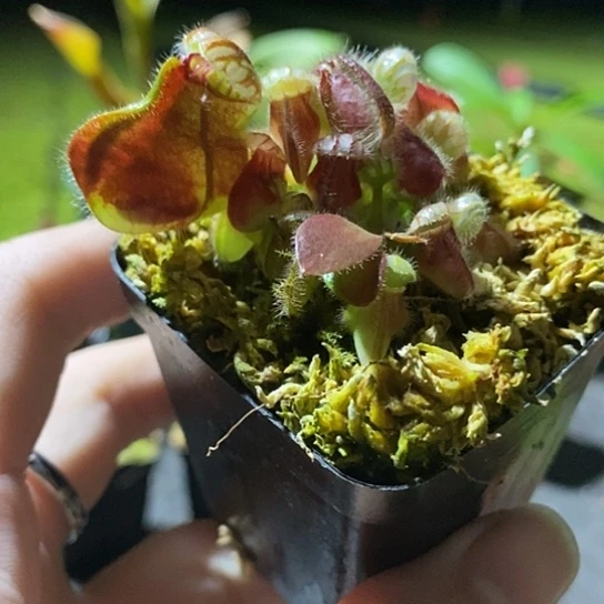 完全开放土瓶一盆自己看