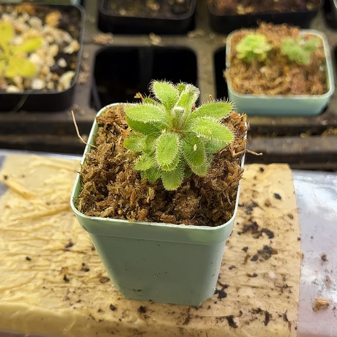 秋***潋完全开放埃里克格林