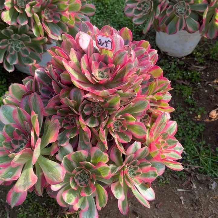 22-57女妖处理不售后维d r