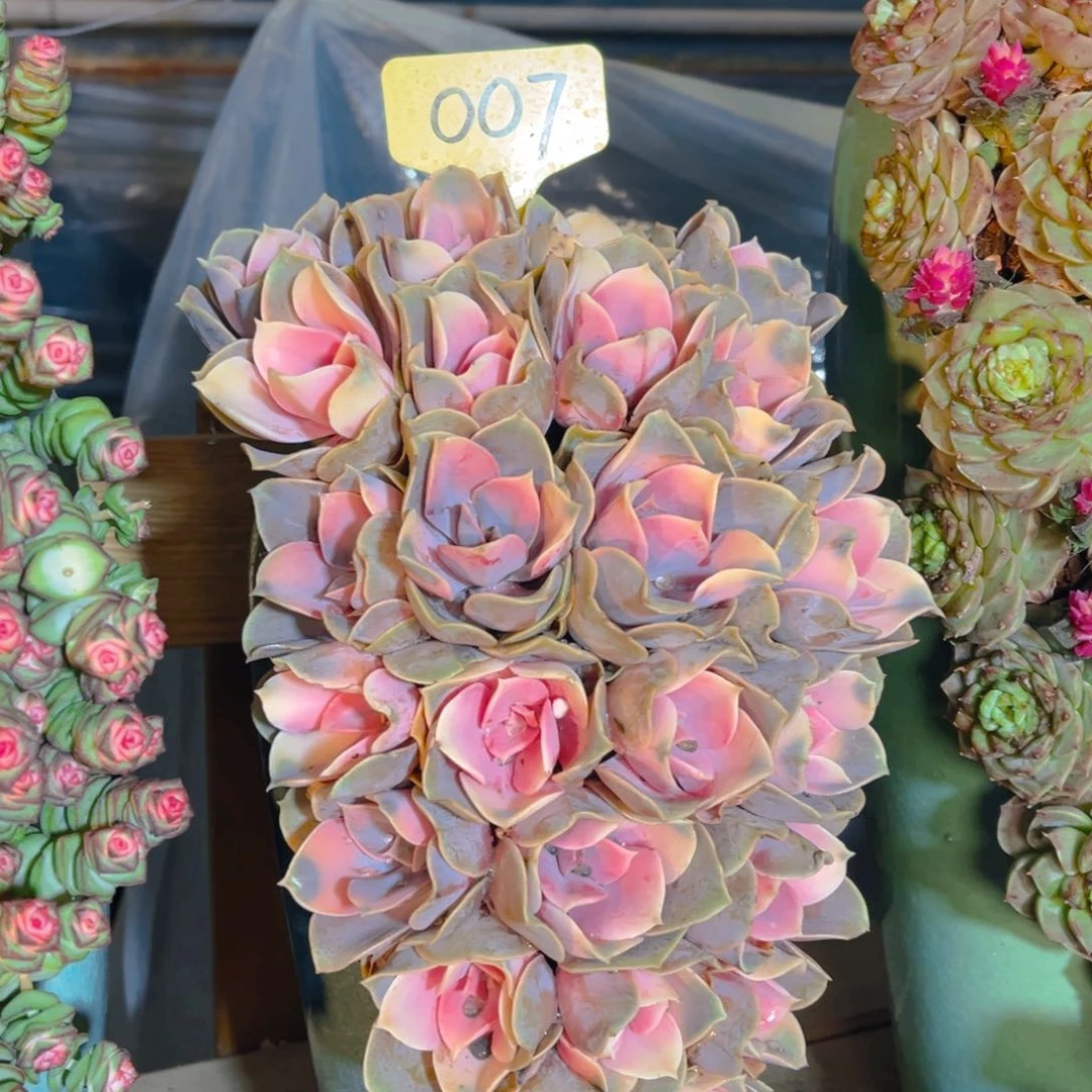 这个是真的好看007