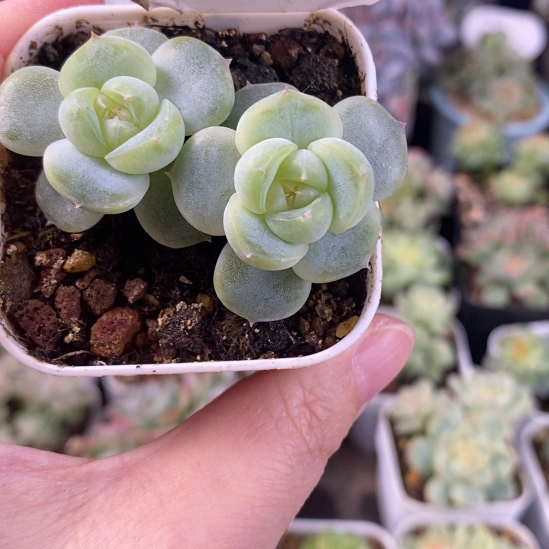 胖珍妮双头一颗15号