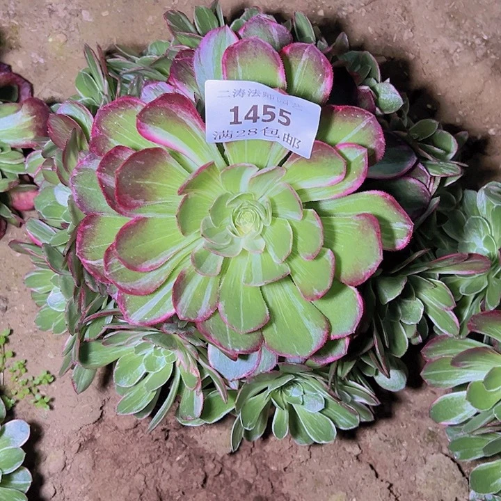 1455万花筒多肉植物