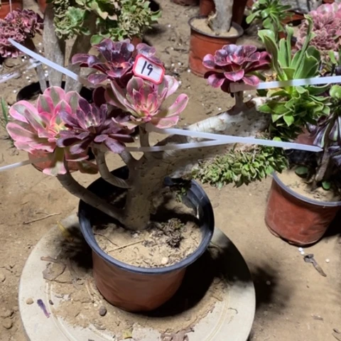 原始绿缀嫁接一物一拍