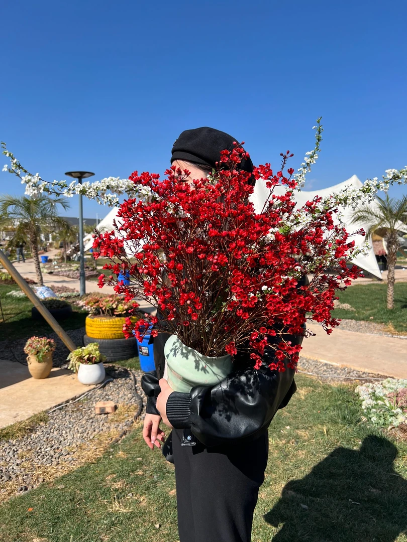 【红色澳洲腊梅】年宵花 云南昆明基地直发水养礼物花期长