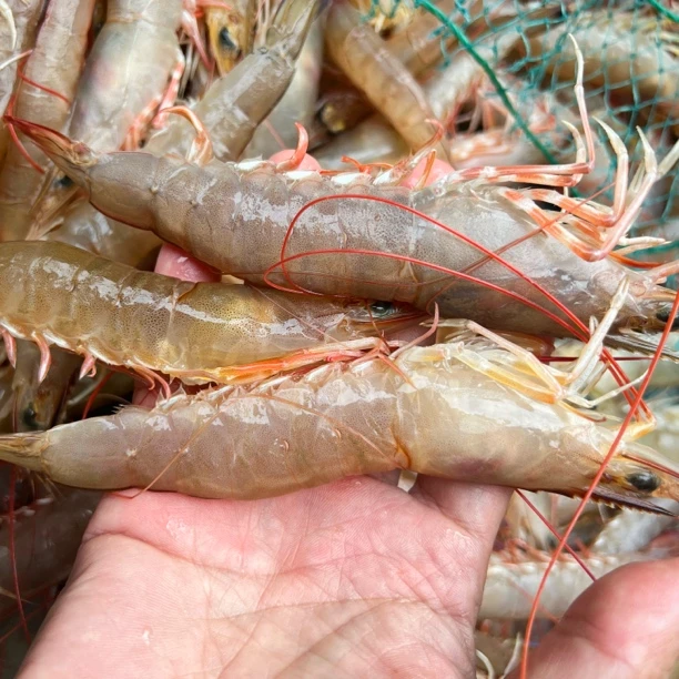 【马鲛仔海产】野生麻虾沙卢虾3斤装速冻发货顺丰包邮茂名博贺港精品海鲜大虾