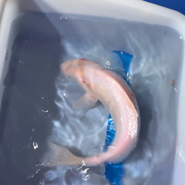 锦鲤锦鲤红白白白