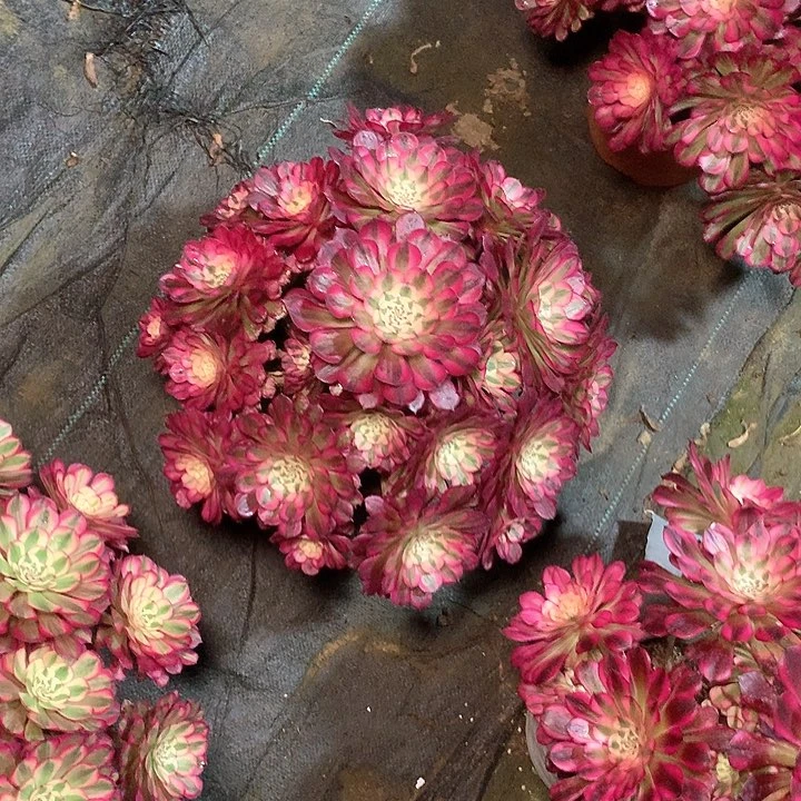 漂***儿多肉多肉多肉多肉134