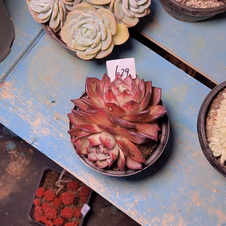 G****磊629////////////////