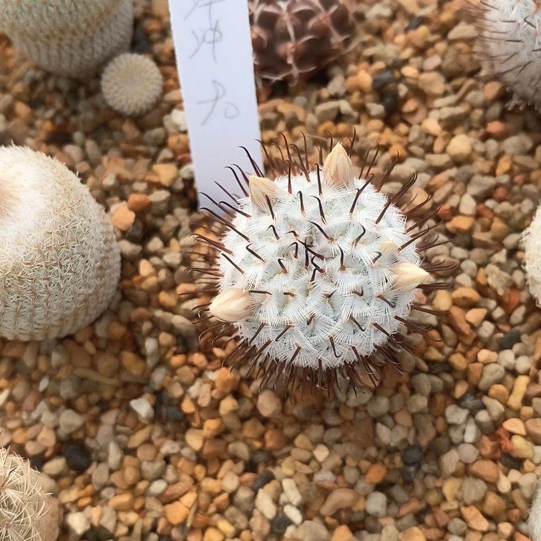 冲**丶花花花花花花花花