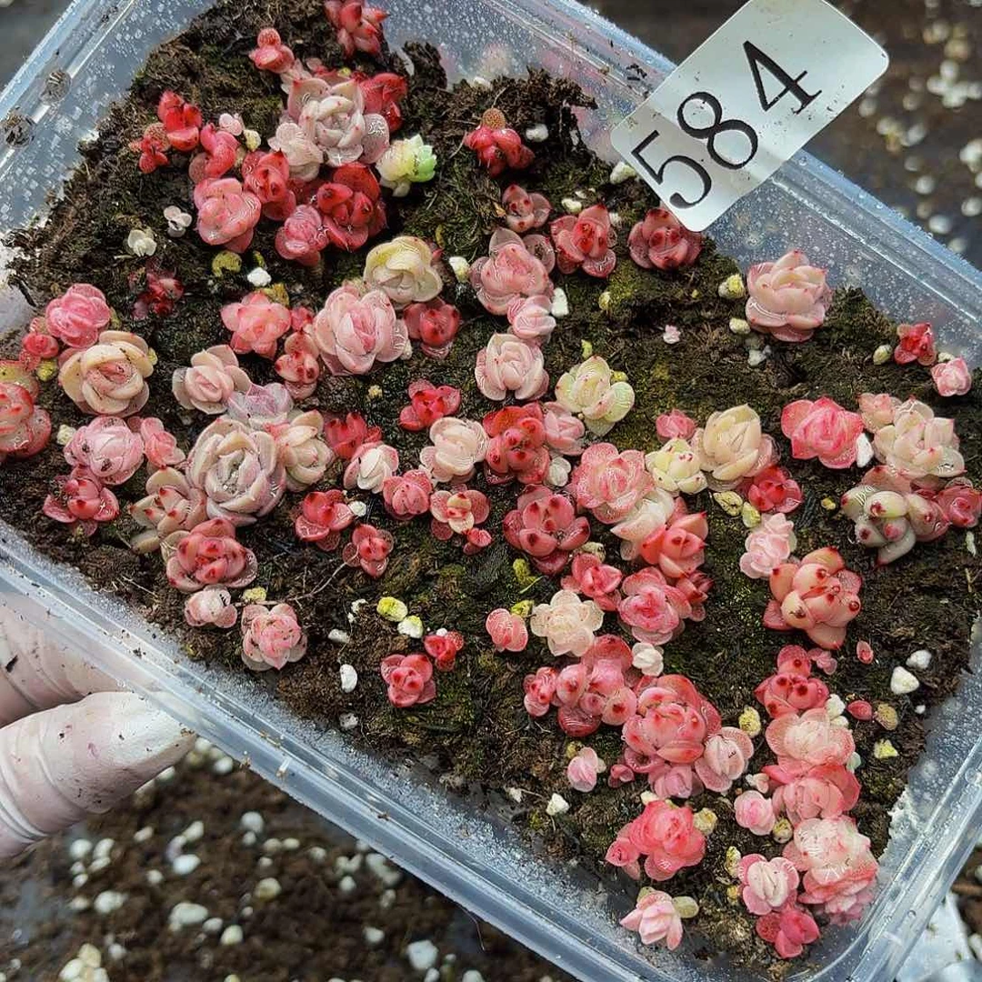 多肉植物多肉植物584