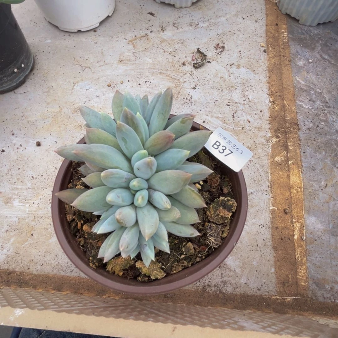 b b b b b b b b 37