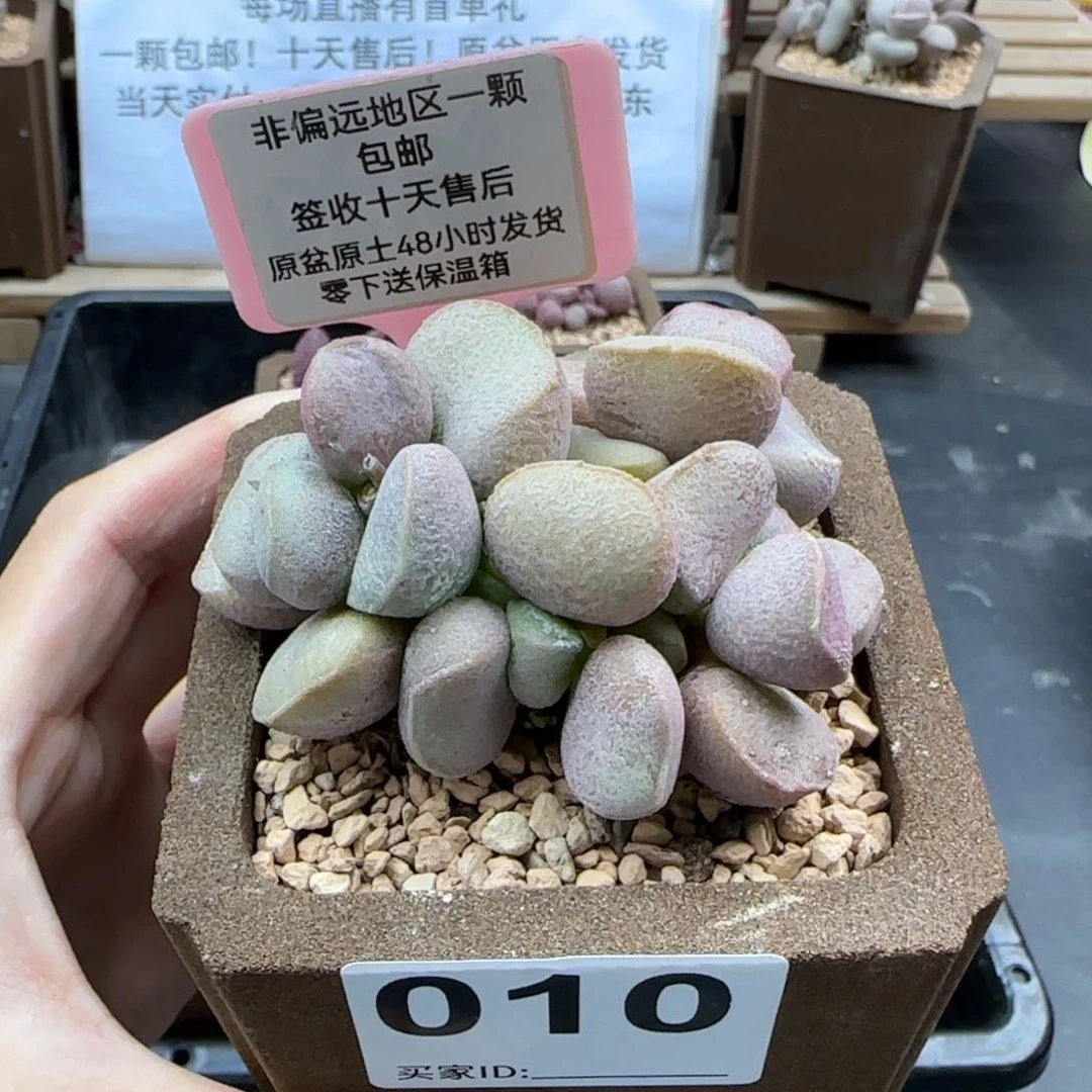 010黛安娜多肉植物