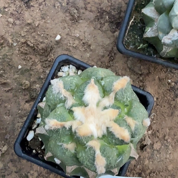 无花朵577中筋广告连山东三