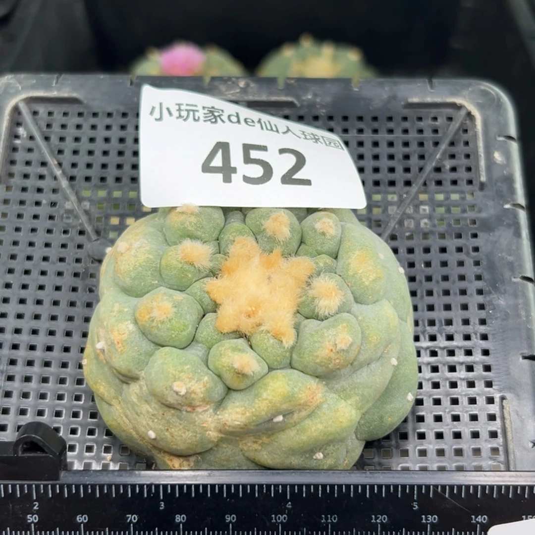 452 有根 仙人球的世界