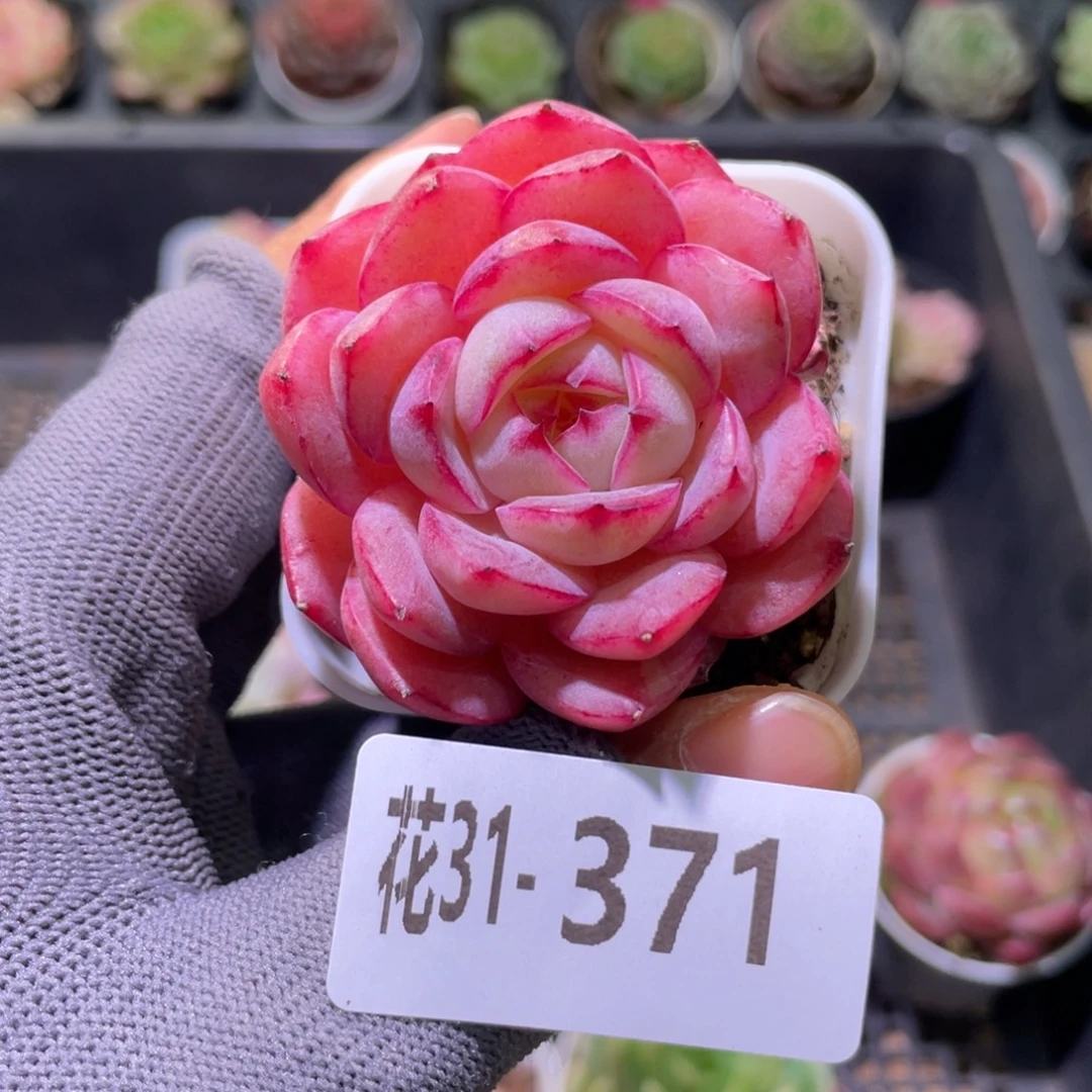 花利美31-371女王