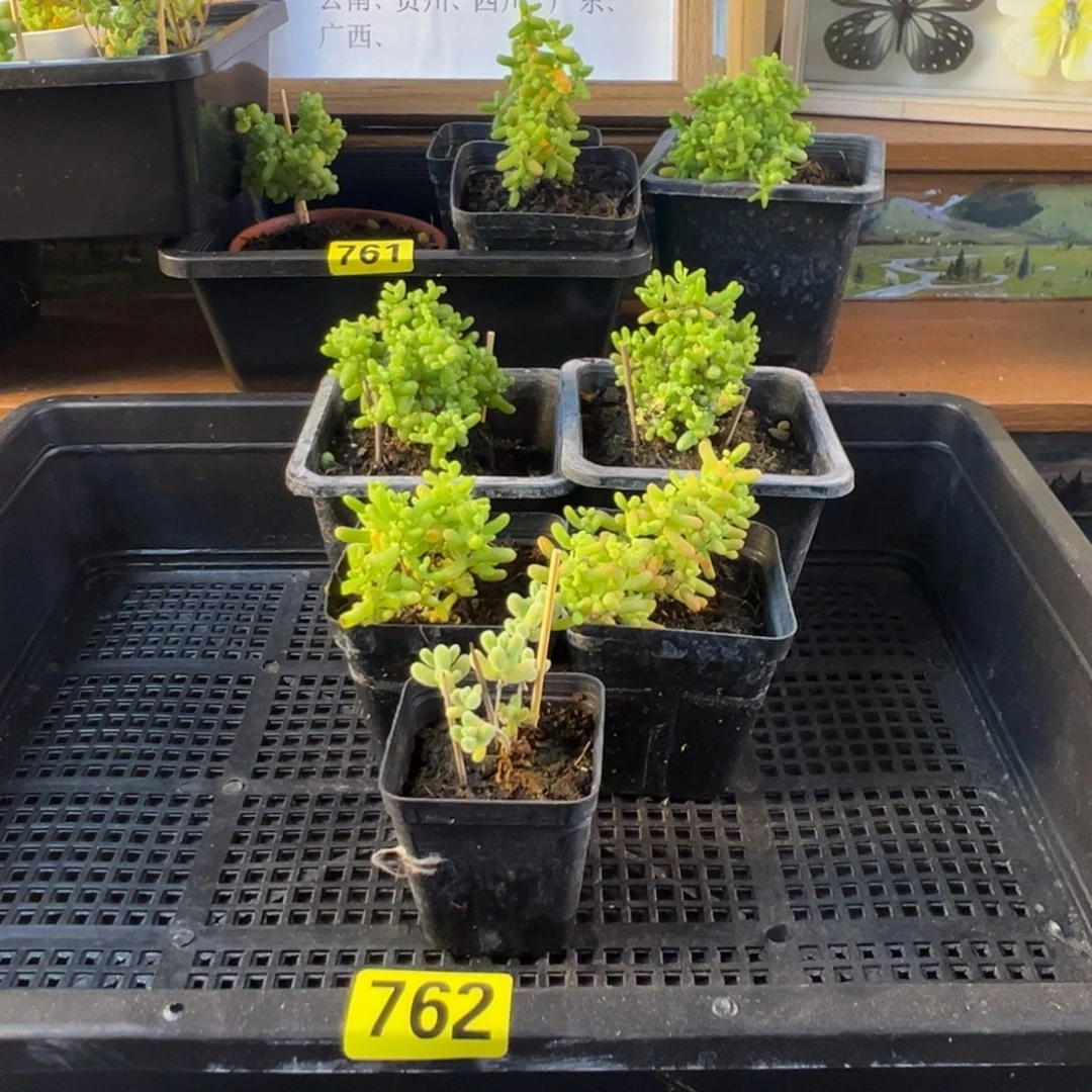 枝干番杏多肉植物762