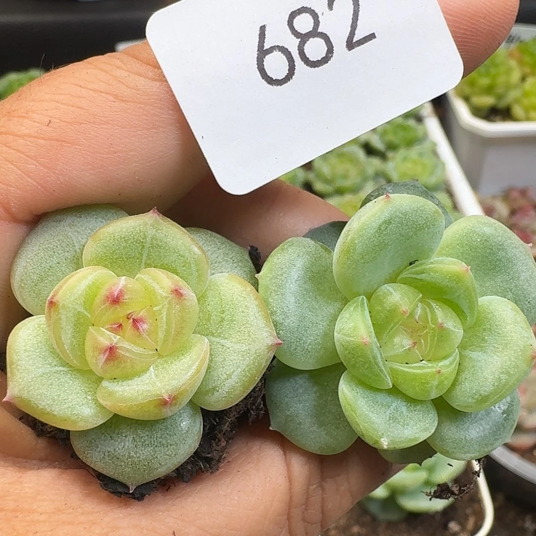 一物一拍一物一拍917-682