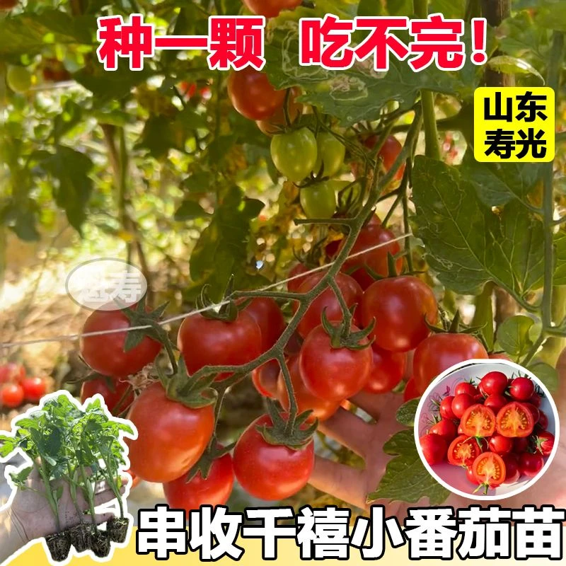 超甜千禧圣女果苗秧苗正宗爆甜薄皮小番茄种子四季阳台盆栽蔬菜苗